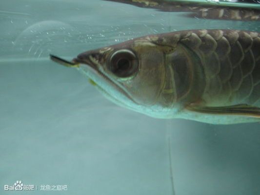 晚上突然開燈看見龍魚掉眼？白天又沒事了：晚上突然開燈看見龍魚掉眼?白天又沒事了 晚上突然開燈看見龍魚掉眼？白天又沒事了：晚上突然開燈看見龍魚掉眼?白天又沒事了 龍魚百科 第1張