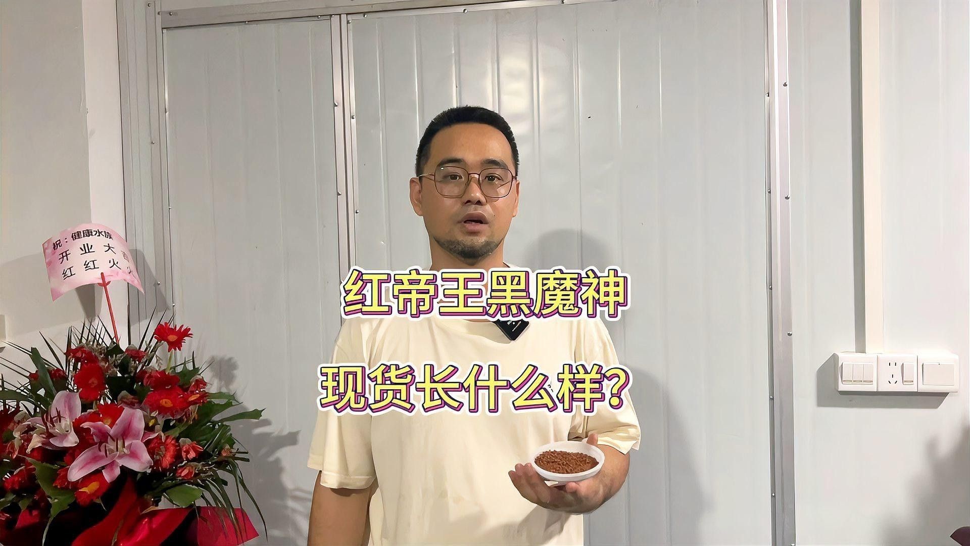 紅帝王黑魔神雷龍魚怎么爆梅花 紅帝王黑魔神雷龍魚怎么爆梅花 龍魚百科 第3張