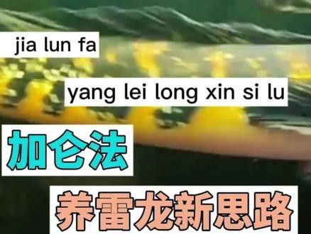 紅帝王黑魔神雷龍魚怎么爆梅花 紅帝王黑魔神雷龍魚怎么爆梅花 龍魚百科 第4張