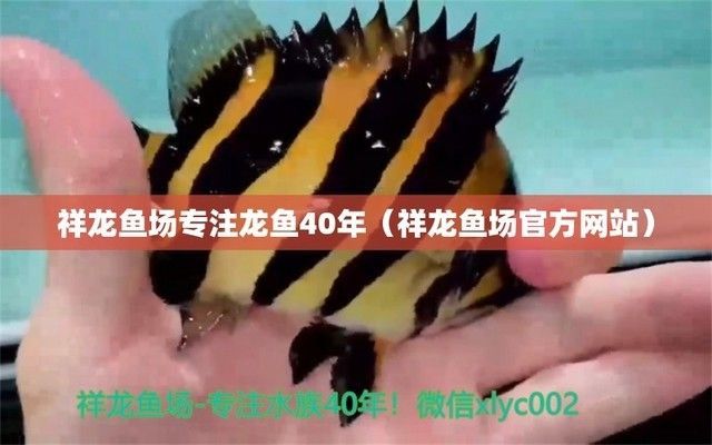 龍魚價格祥龍漁場：祥龍漁場紅龍魚價格趨勢分析祥龍漁場紅龍魚品種介紹