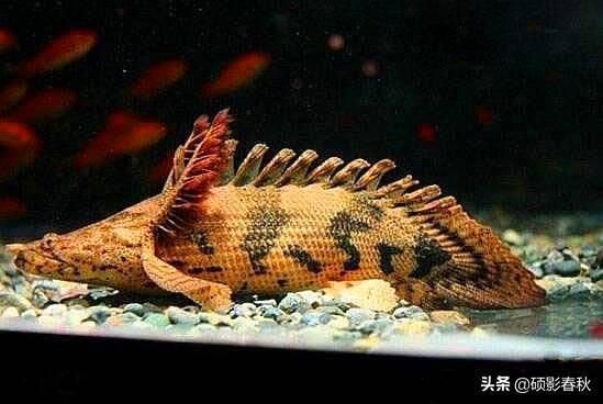 巨型恐龍魚（巨型恐龍魚是一種史前海洋生物，其體型巨大，擁有獨特的身體結構）