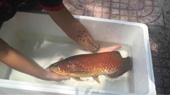 紅龍魚喂甲魚好嗎【紅龍魚喂養方法】