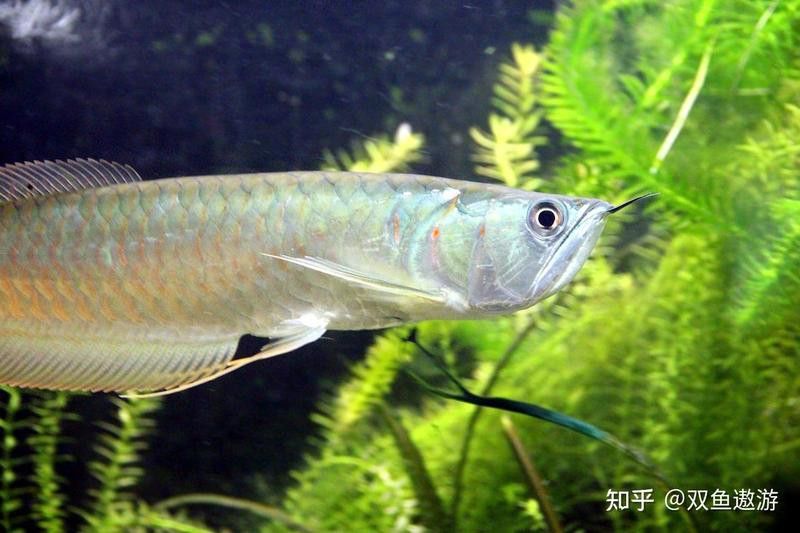 四十厘米銀龍魚什么價(jià)位