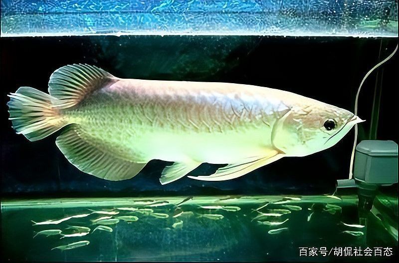 四十厘米銀龍魚什么價(jià)位