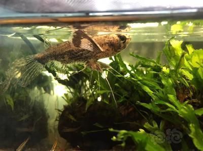 龍魚混蝴蝶鯉：蝴蝶鯉與龍魚混養的優勢 龍魚混蝴蝶鯉：蝴蝶鯉與龍魚混養的優勢 龍魚百科 第1張