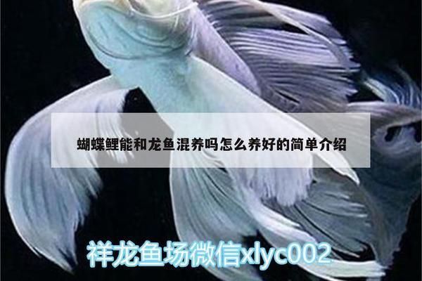 龍魚混蝴蝶鯉：蝴蝶鯉與龍魚混養的優勢 龍魚混蝴蝶鯉：蝴蝶鯉與龍魚混養的優勢 龍魚百科 第5張