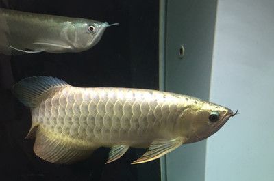 一米二的魚缸適合養龍魚嗎？：1.2米的魚缸適合養龍魚嗎 一米二的魚缸適合養龍魚嗎？：1.2米的魚缸適合養龍魚嗎 龍魚百科 第3張