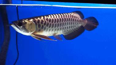 能推薦更多紅龍魚動態壁紙嗎？