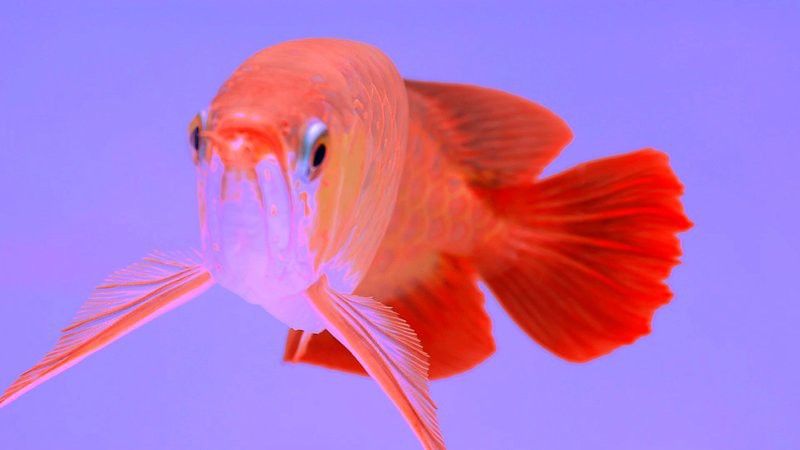 能推薦更多紅龍魚動態壁紙嗎？