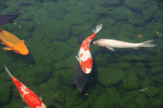 能推薦更多紅龍魚動態壁紙嗎？