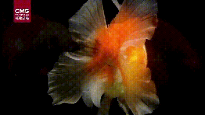 能推薦更多紅龍魚動態壁紙嗎？