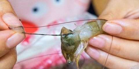 龍魚眼有白點(diǎn)怎么消除：龍魚眼睛出現(xiàn)白點(diǎn)可能是由于水質(zhì)問(wèn)題，龍魚白點(diǎn)病因及預(yù)防措施