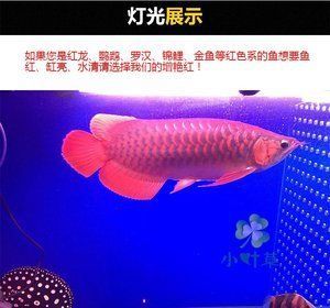 金龍魚缸燈擺放圖：金龍魚缸燈怎么擺放
