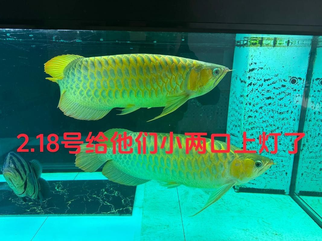 魟魚可以和龍魚一起養嗎圖片