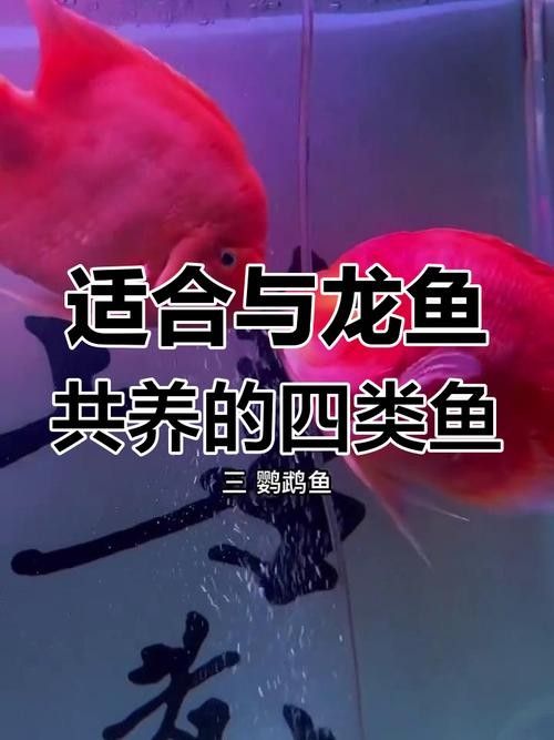 魟魚可以和龍魚一起養嗎圖片