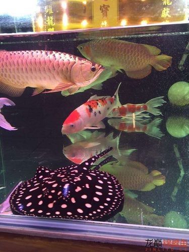 魟魚可以和龍魚一起養嗎圖片