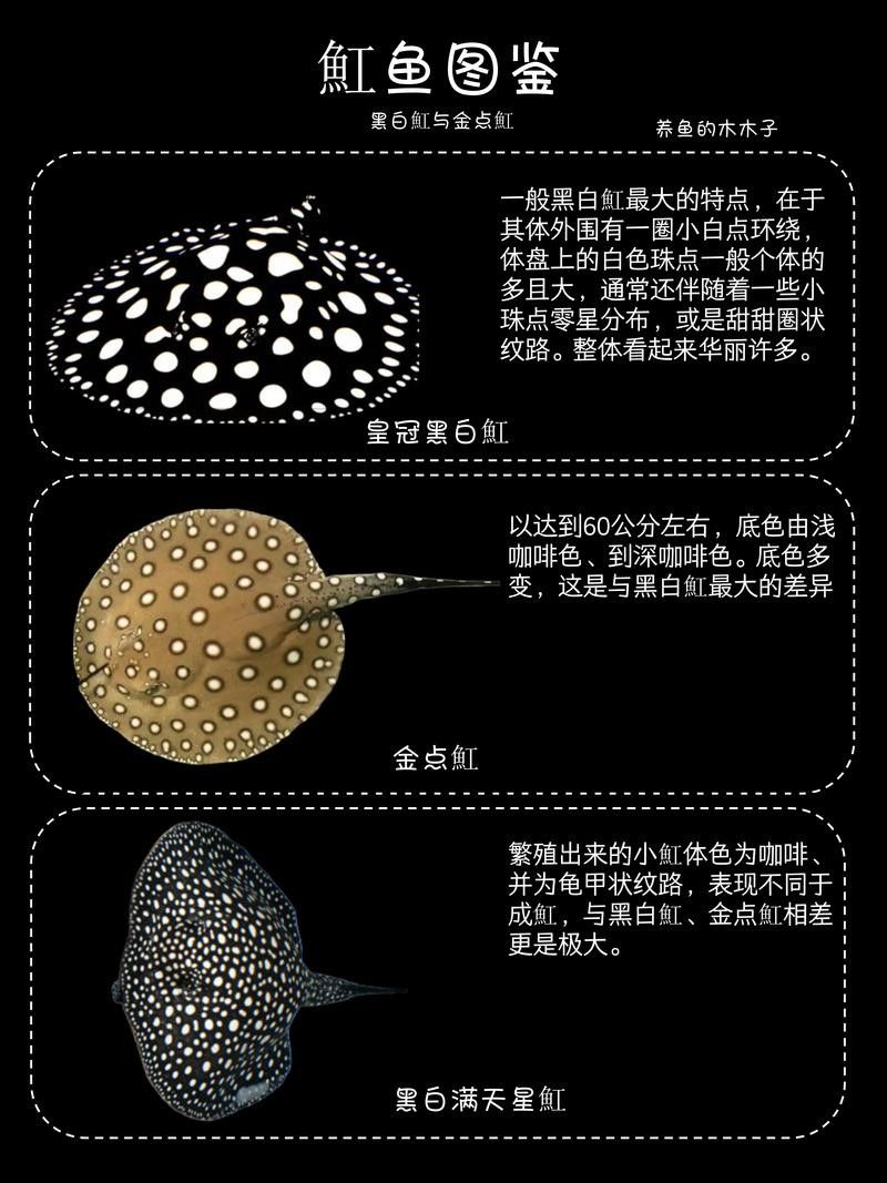 魟魚可以和龍魚一起養嗎圖片