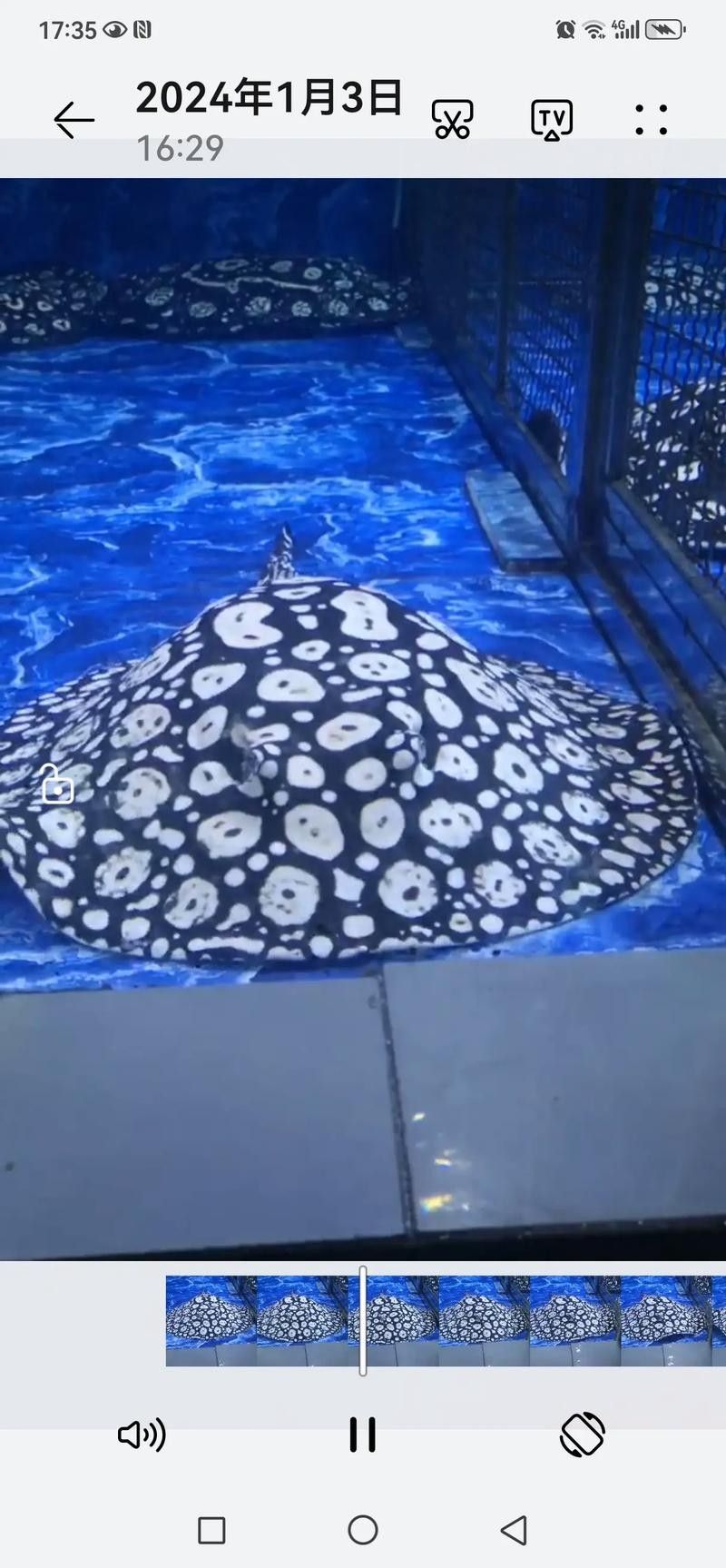 魟魚可以和龍魚一起養嗎圖片