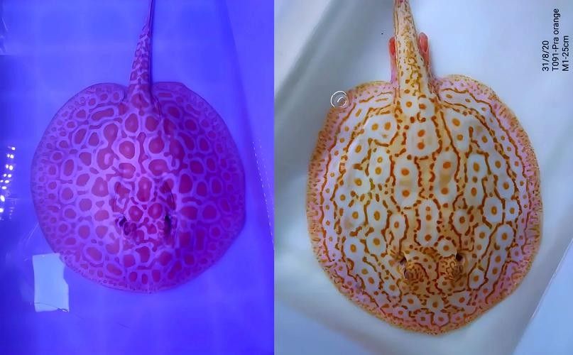 魟魚可以和龍魚一起養嗎圖片