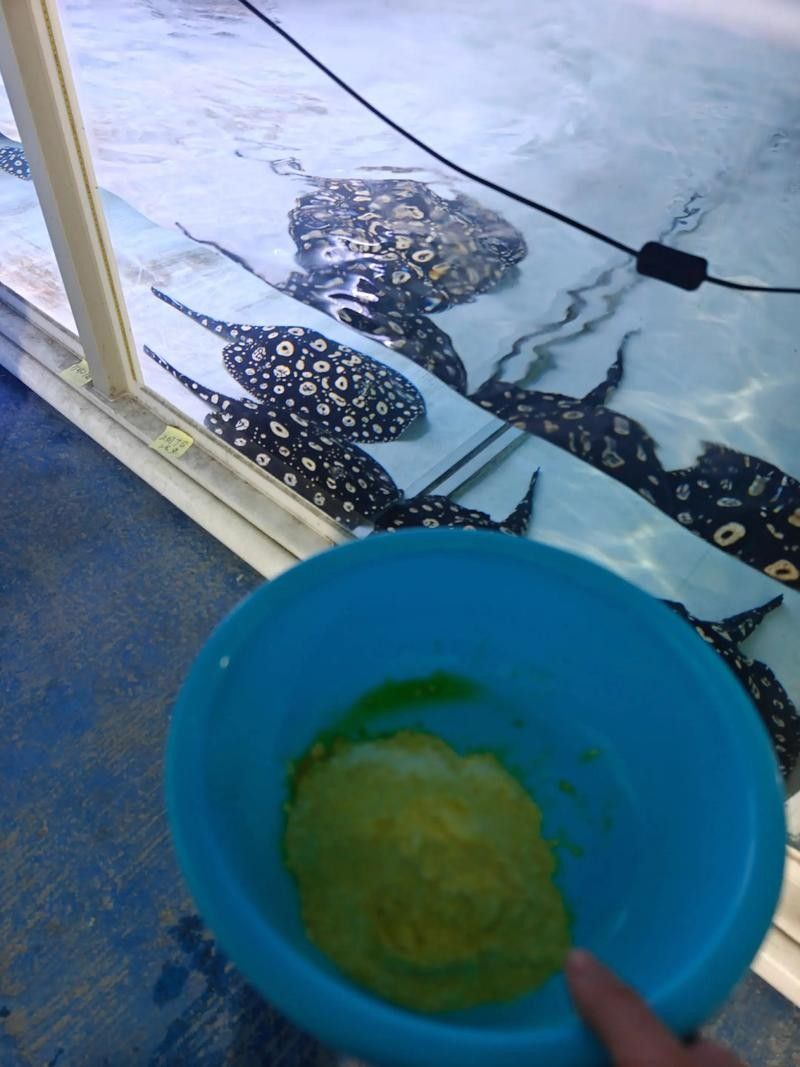 魟魚可以和龍魚一起養嗎圖片