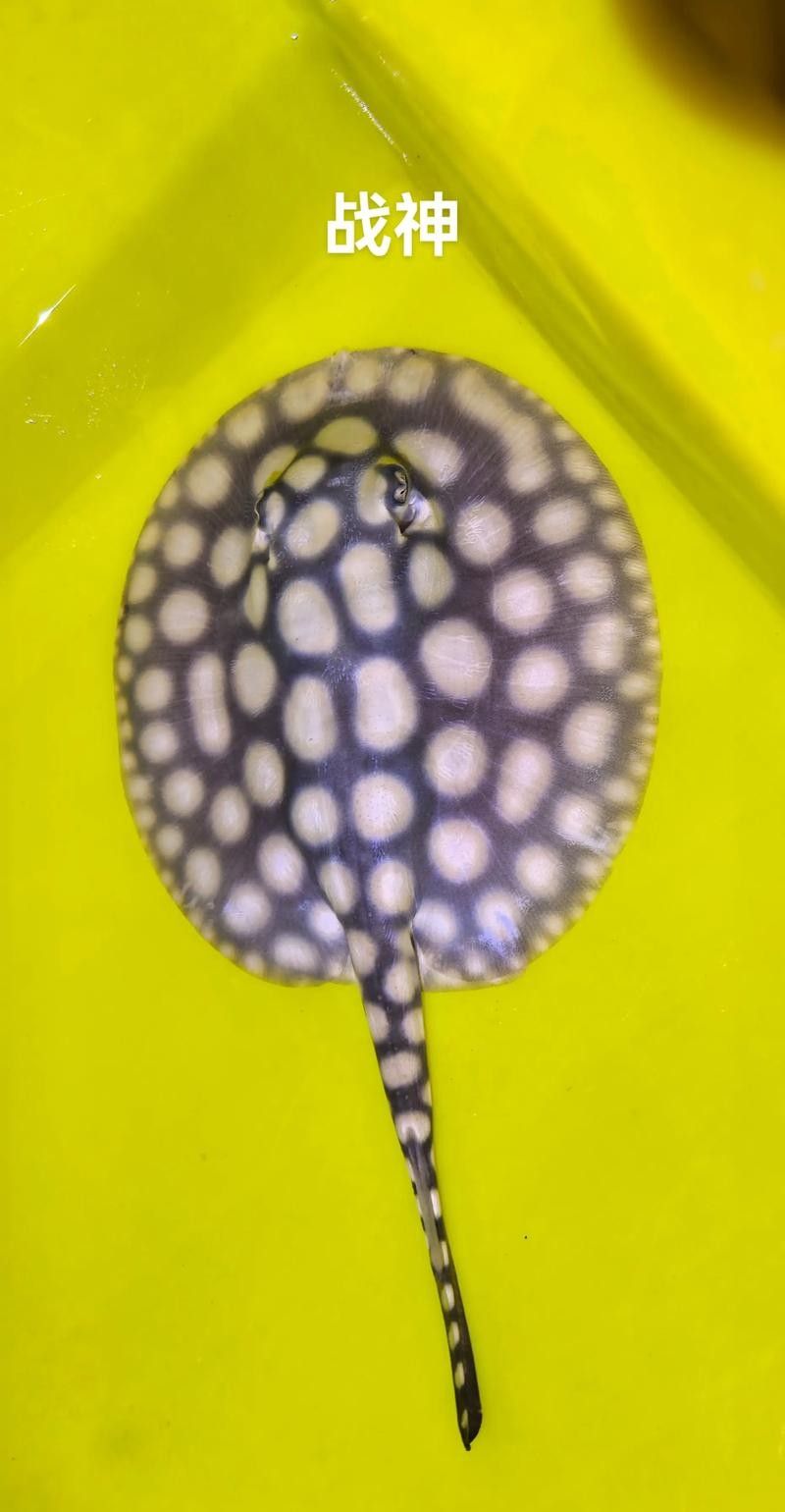 魟魚可以和龍魚一起養嗎圖片