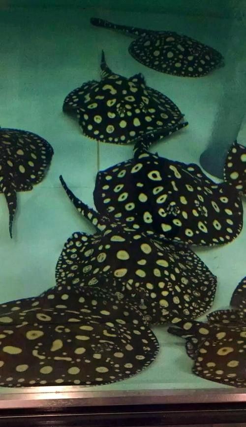 魟魚可以和龍魚一起養嗎圖片