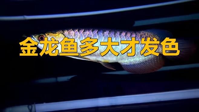 金龍魚變色過程