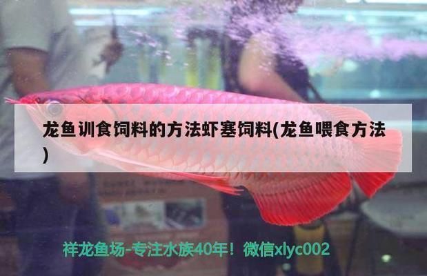 龍魚訓食飼料的方法有哪些呢：龍魚訓食期間如何觀察龍魚狀態
