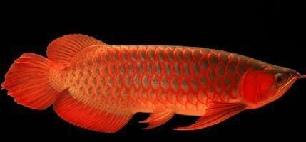 紅龍魚眼睛里有白色物體（紅龍魚眼睛里的白色物體可能是由于多種原因造成的） 紅龍魚眼睛里有白色物體（紅龍魚眼睛里的白色物體可能是由于多種原因造成的） 龍魚百科 第5張