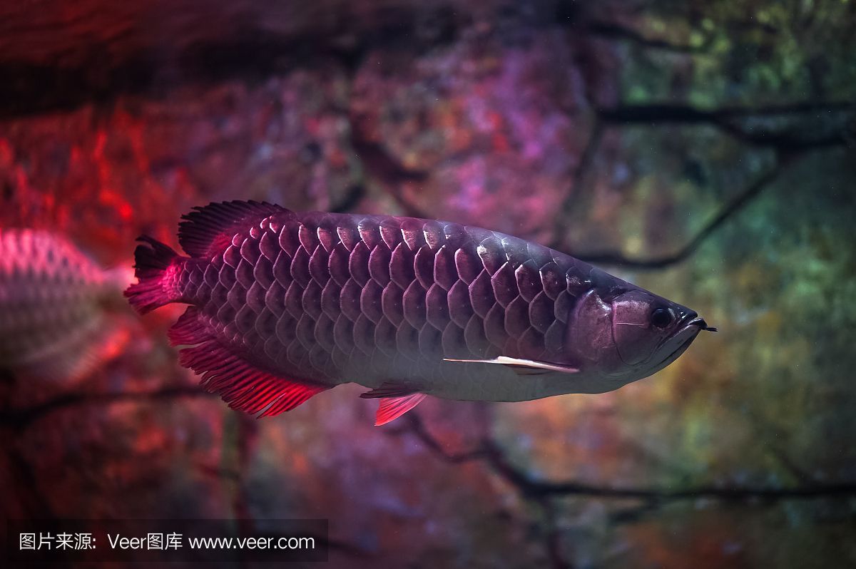 紅龍魚眼睛里有白色物體（紅龍魚眼睛里的白色物體可能是由于多種原因造成的） 紅龍魚眼睛里有白色物體（紅龍魚眼睛里的白色物體可能是由于多種原因造成的） 龍魚百科 第7張