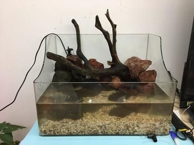 龍魚缸改水陸缸(如何將龍魚缸改造成水陸缸) 龍魚百科 第1張 龍魚缸改水陸缸(如何將龍魚缸改造成水陸缸) 龍魚缸改水陸缸(如何將龍魚缸改造成水陸缸) 龍魚百科 第1張