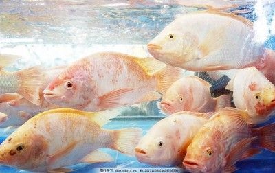 太湖龍魚特點介紹：太湖龍魚是一種觀賞魚具有獨特的魅力和魅力和魅力