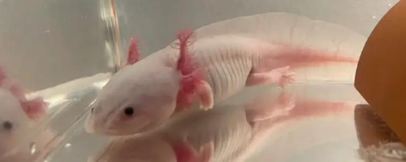 六角恐龍魚食物喂了二十多粒會死嗎：六角恐龍魚吃什么