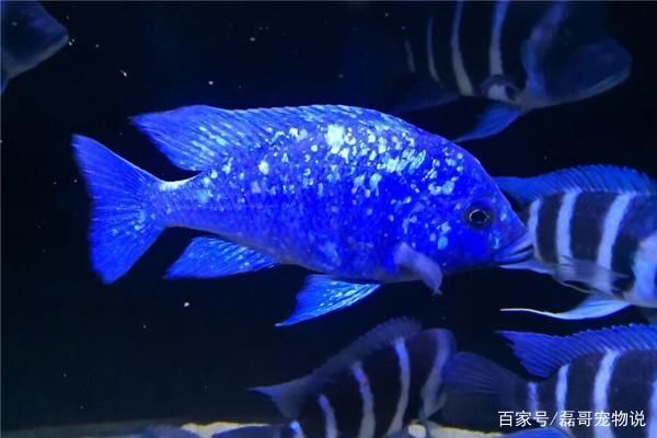 龍魚能吃龍蝦嗎：龍魚能吃蝦嗎？怎么吃？全面解析龍魚的蝦類飲食指南