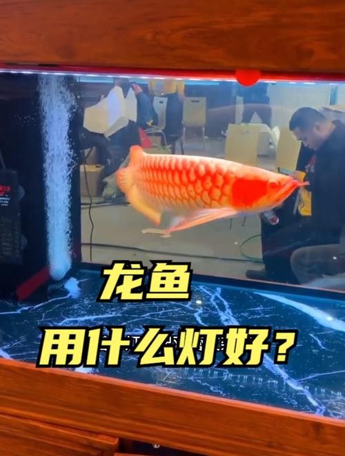 有哪些低色溫燈具適合龍魚
