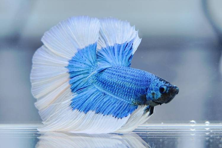 如何選擇適合的龍魚飼料：選擇適合的龍魚飼料需要考慮哪些因素