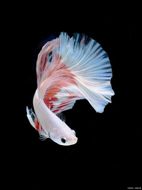 如何選擇適合的龍魚飼料：選擇適合的龍魚飼料需要考慮哪些因素