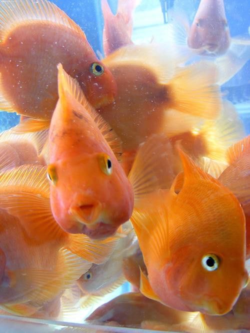 如何選擇適合的龍魚飼料：選擇適合的龍魚飼料需要考慮哪些因素