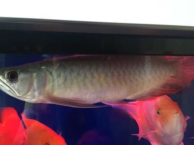 龍魚之巔吧百度貼吧：龍魚之巔吧百度貼吧是一個專注于龍魚交流的網(wǎng)絡(luò)社區(qū)