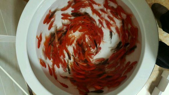 龍魚之巔吧百度貼吧：龍魚之巔吧百度貼吧是一個專注于龍魚交流的網(wǎng)絡(luò)社區(qū)
