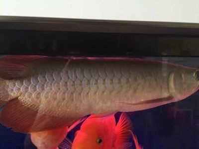 龍魚之巔吧百度貼吧：龍魚之巔吧百度貼吧是一個專注于龍魚交流的網(wǎng)絡(luò)社區(qū)