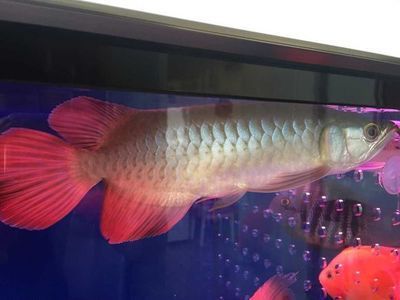 龍魚之巔吧百度貼吧：龍魚之巔吧百度貼吧是一個專注于龍魚交流的網(wǎng)絡(luò)社區(qū)