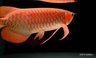龍魚品種圖鑒介紹：龍魚品種介紹