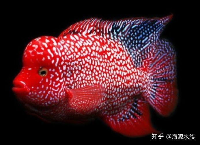 和龍魚長的像的魚是什么：和龍魚長得像的魚是什么？ 和龍魚長的像的魚是什么：和龍魚長得像的魚是什么？ 龍魚百科 第3張