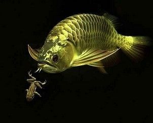 龍魚為什么吐食：龍魚吐食可能由多種因素引起 龍魚為什么吐食：龍魚吐食可能由多種因素引起 龍魚百科 第3張