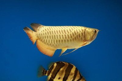 金龍魚好養么視頻：金龍魚好養嗎， 金龍魚好養么視頻：金龍魚好養嗎， 龍魚百科 第3張