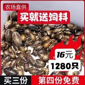 龍魚吃蟑螂好嗎龍魚吃蟑螂好嗎：龍魚吃蟑螂好嗎