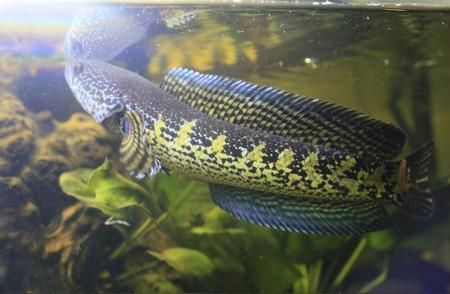 七星雷龍魚怎么養出狀態（七星雷龍魚養出最佳狀態，七星雷龍魚水環境優化方法）