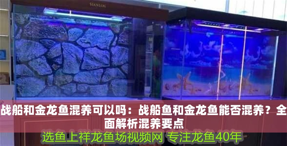 戰船和金龍魚混養可以嗎：戰船魚和金龍魚能否混養？全面解析混養要點