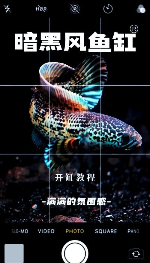 雷龍魚背景選擇圖片